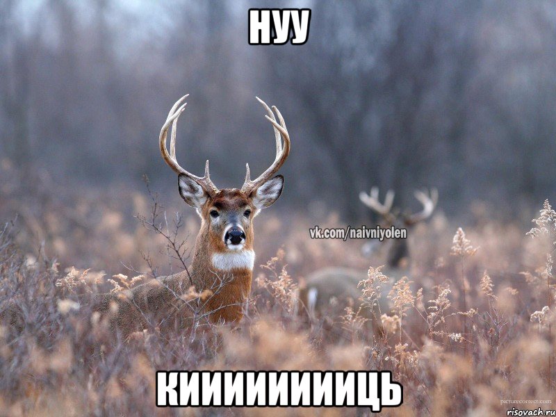 НУУ КИИИИИИИИЦЬ