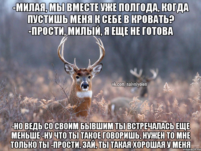 -Милая, мы вместе уже полгода, когда пустишь меня к себе в кровать? -Прости, милый, я еще не готова -Но ведь со своим бывшим ты встречалась еще меньше -Ну что ты такое говоришь, нужен то мне только ты -Прости, зай, ты такая хорошая у меня, Мем   Наивный олень