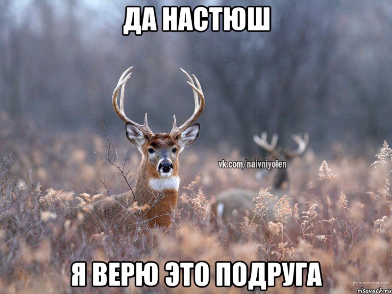 Да Настюш Я верю это подруга, Мем   Наивный олень