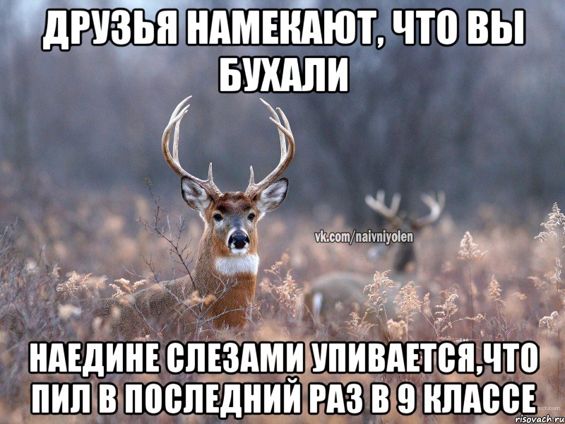 Друзья намекают, что вы бухали Наедине слезами упивается,что пил в последний раз в 9 классе, Мем   Наивный олень