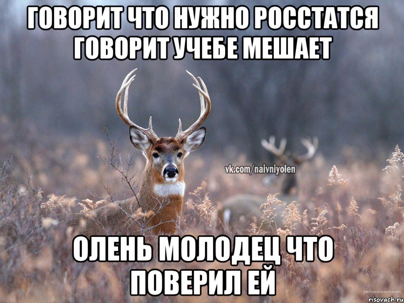 Говорит что нужно росстатся говорит учебе мешает ОЛЕНЬ МОЛОДЕЦ ЧТО ПОВЕРИЛ ЕЙ, Мем   Наивный олень