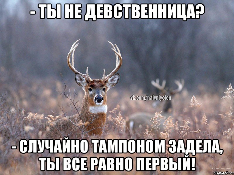 - Ты не девственница? - Случайно тампоном задела, ты все равно первый!, Мем   Наивный олень