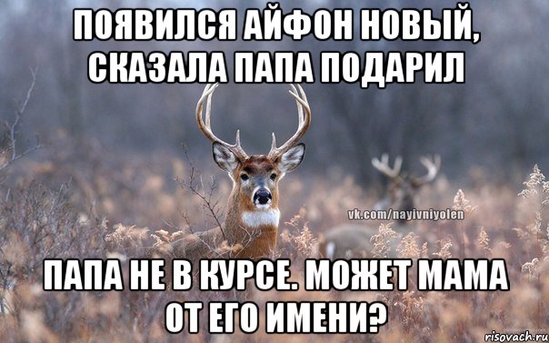 Появился айфон новый, сказала папа подарил Папа не в курсе. Может мама от его имени?, Мем   Наивный олень