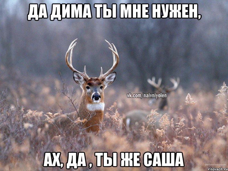 Да Дима ты мне нужен, ах, да , ты же Саша, Мем   Наивный олень