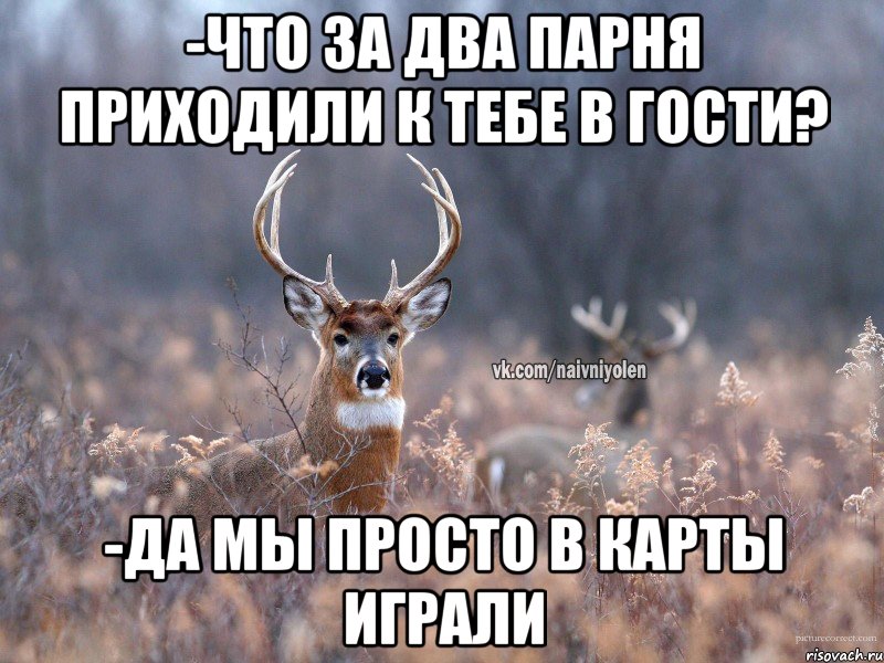 -Что за два парня приходили к тебе в гости? -Да мы просто в карты играли, Мем   Наивный олень