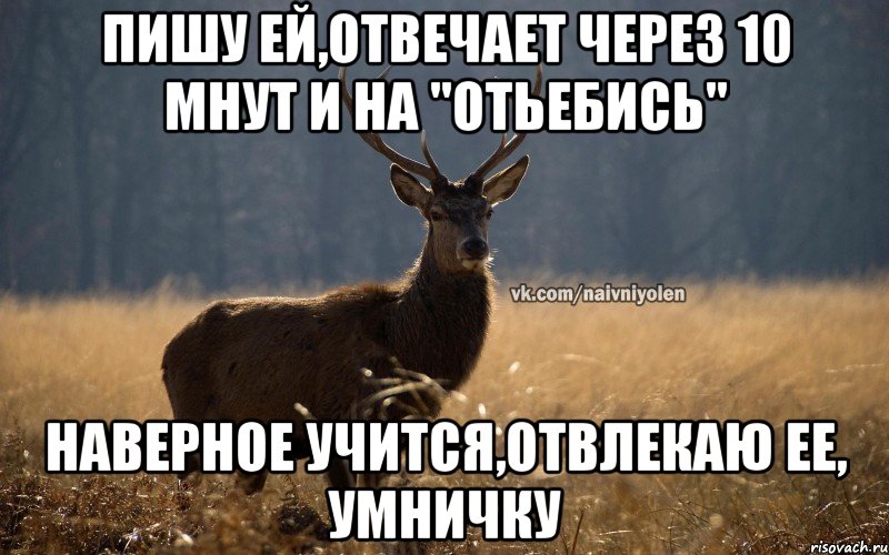 пишу ей,отвечает через 10 мнут и на "отьебись" наверное учится,отвлекаю ее, умничку, Мем Наивный Олень vk2