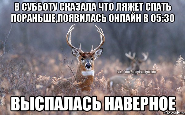 в субботу сказала что ляжет спать пораньше,появилась онлайн в 05:30 выспалась наверное, Мем   Наивный олень