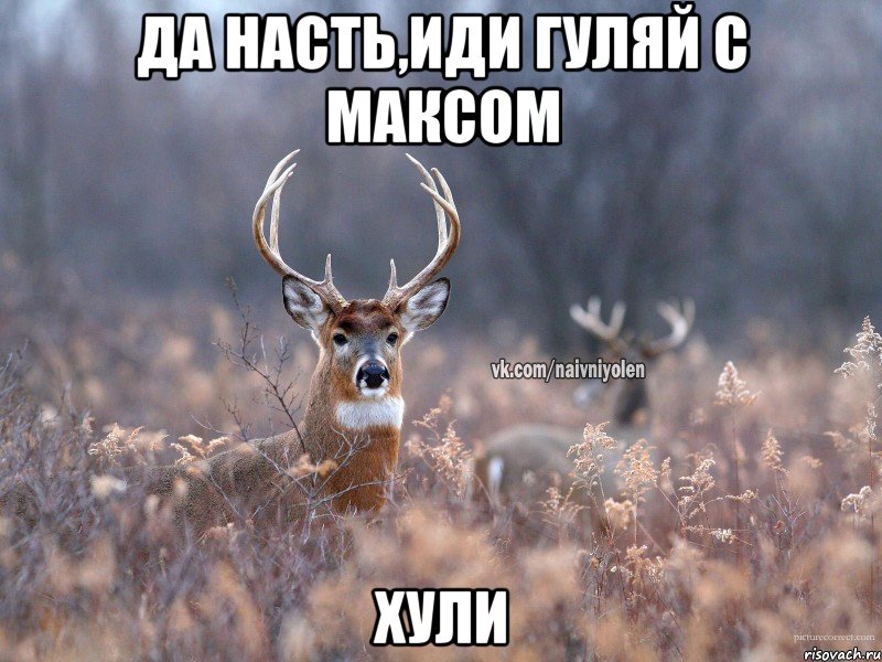 Да Насть,иди гуляй с Максом хули, Мем   Наивный олень