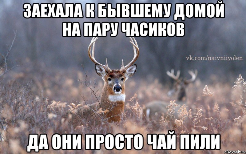 Заехала к бывшему домой на пару часиков Да они просто чай пили, Мем   Наивный олень