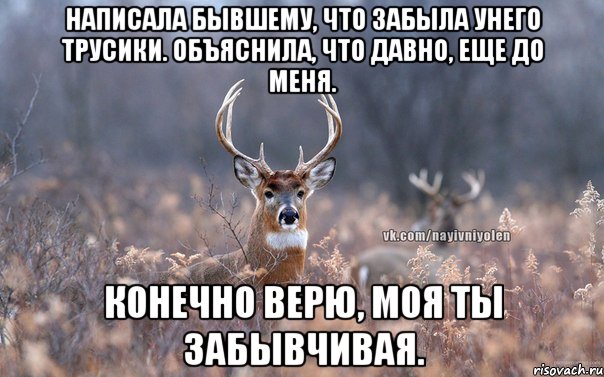 Написала бывшему, что забыла унего трусики. Объяснила, что давно, еще до меня. Конечно верю, моя ты забывчивая., Мем   Наивный олень