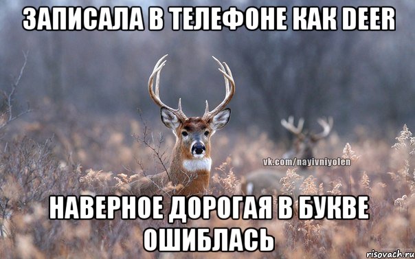 Записала в телефоне как deer Наверное дорогая в букве ошиблась, Мем   Наивный олень