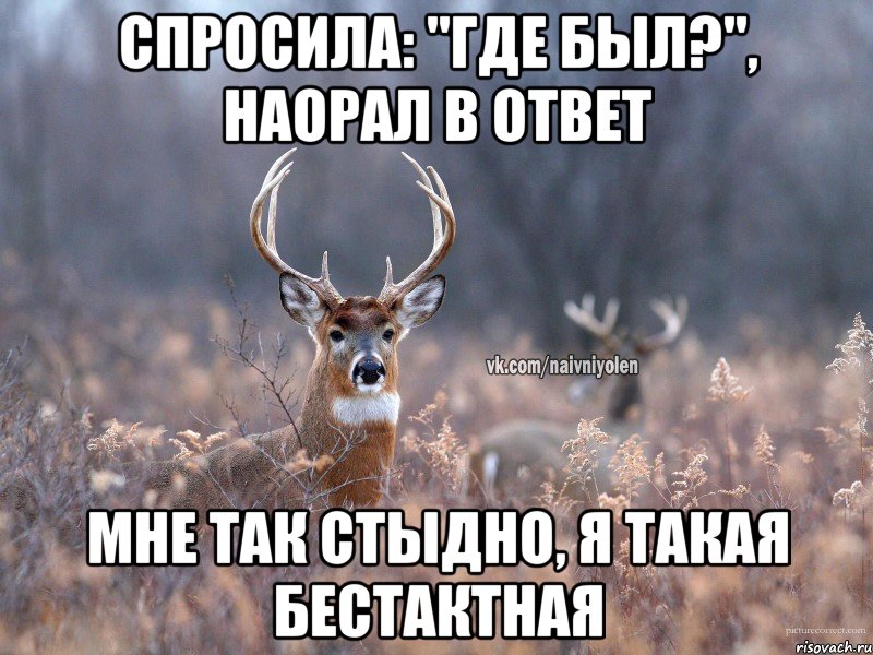 спросила: "где был?", наорал в ответ мне так стыдно, я такая бестактная, Мем   Наивный олень