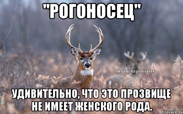 "РОГОНОСЕЦ" Удивительно, что это прозвище не имеет женского рода., Мем   Наивный олень