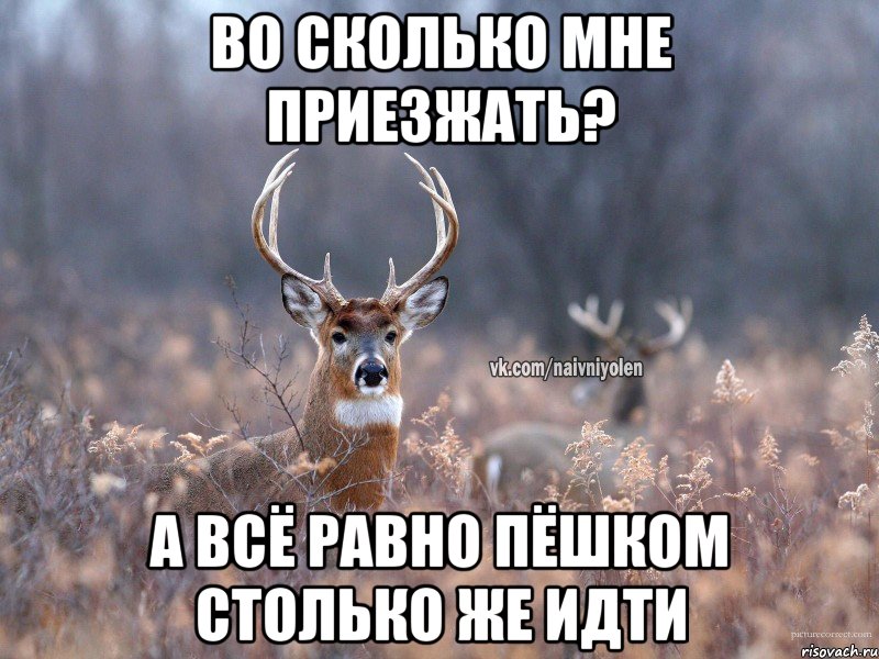 Во сколько мне приезжать? А всё равно пёшком столько же идти, Мем   Наивный олень