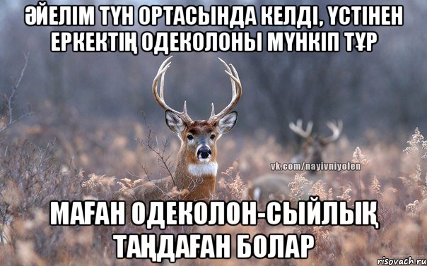 Әйелім түн ортасында келді, үстінен еркектің одеколоны мүнкіп тұр Маған одеколон-сыйлық таңдаған болар, Мем   Наивный олень