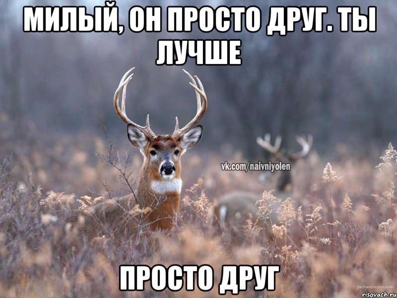 Милый, он просто друг. Ты лучше Просто друг, Мем   Наивный олень