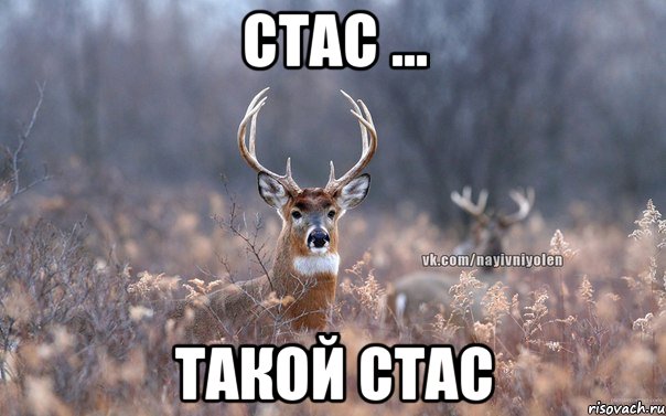 Стас ... такой Стас, Мем   Наивный олень