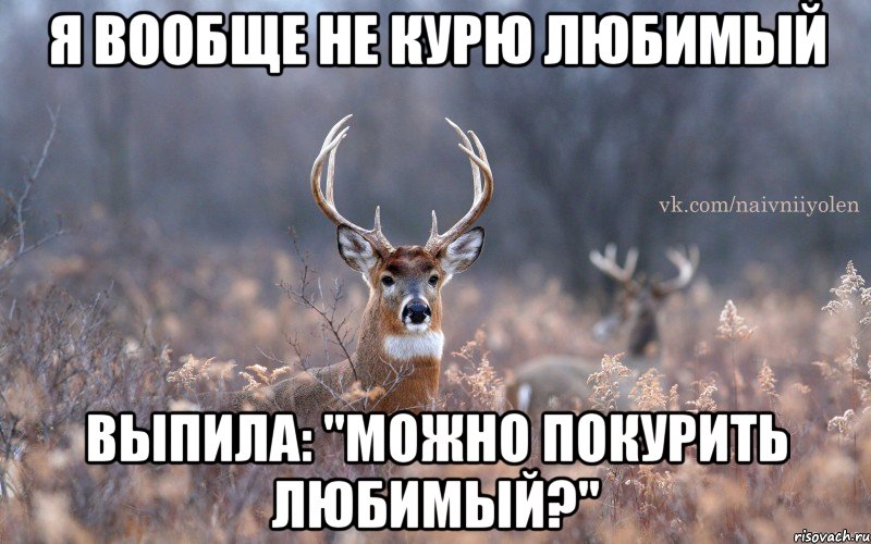 Я вообще не курю любимый Выпила: "Можно покурить любимый?", Мем   Наивный олень