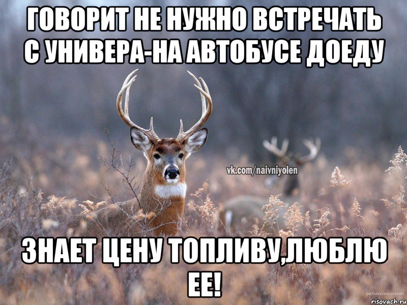 Говорит не нужно встречать с универа-на автобусе доеду Знает цену топливу,люблю ее!, Мем   Наивный олень