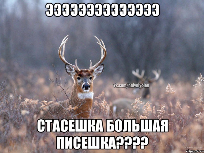 ээээээээээээээ Стасешка большая писешка????, Мем   Наивный олень