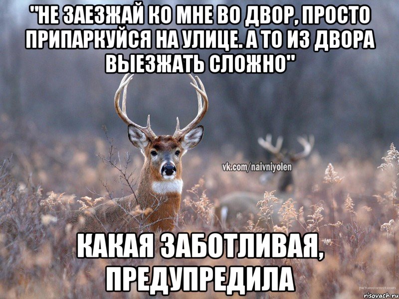 "Не заезжай ко мне во двор, просто припаркуйся на улице. А то из двора выезжать сложно" Какая заботливая, предупредила, Мем   Наивный олень