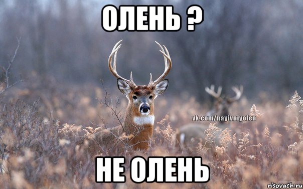 олень ? не олень, Мем   Наивный олень