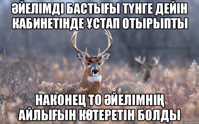 әйелімді бастығы түнге дейін кабинетінде ұстап отырыпты наконец то әйелімнің айлығын көтеретін болды, Мем   Наивный олень