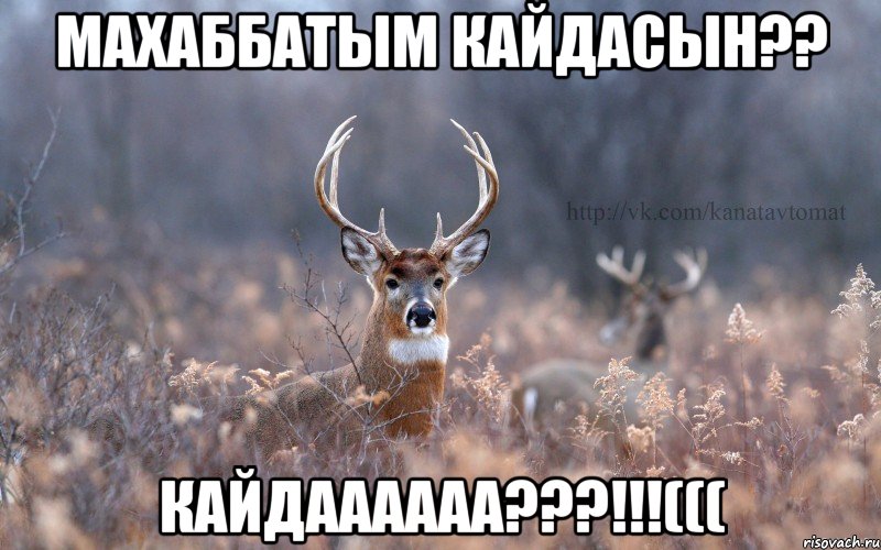 Махаббатым кайдасын?? Кайдаааааа???!!!(((, Мем   Наивный олень