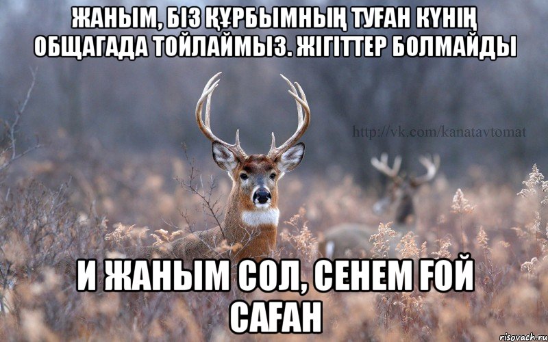 жаным, біз құрбымның туған күнің общагада тойлаймыз. Жігіттер болмайды и жаным сол, сенем ғой саған, Мем   Наивный олень