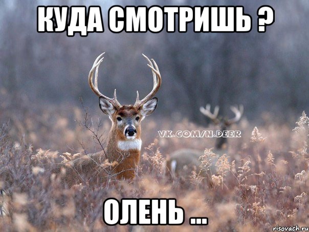 Куда смотришь ? Олень ..., Мем   Наивный олень