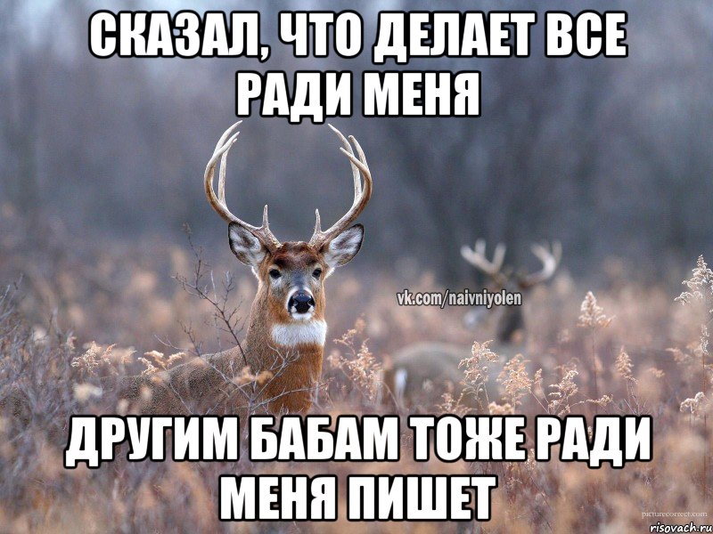 Сказал, что делает все ради меня Другим бабам тоже ради меня пишет, Мем   Наивный олень