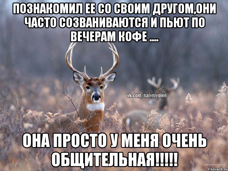 познакомил ее со своим другом,они часто созваниваются и пьют по вечерам кофе .... Она просто у меня очень общительная!!!!!, Мем   Наивный олень