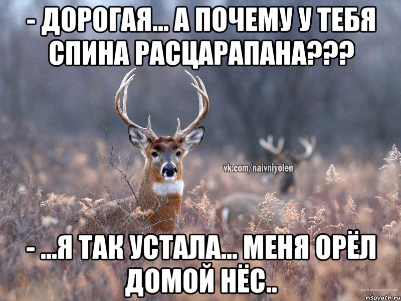 - Дорогая... А почему у тебя спина расцарапана??? - ...Я так устала... Меня орёл домой нёс.., Мем   Наивный олень