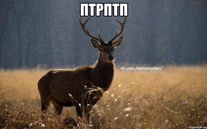 птрптп 