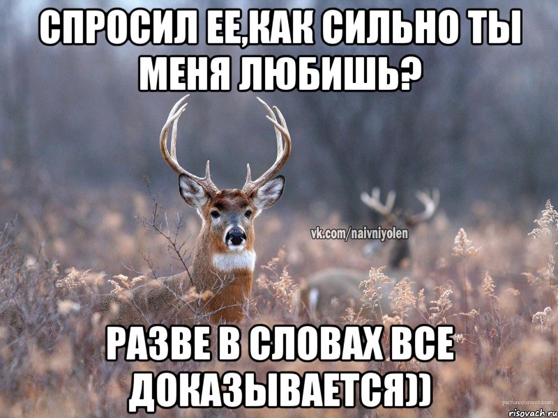 Спросил ее,как сильно ты меня любишь? Разве в словах все доказывается)), Мем   Наивный олень