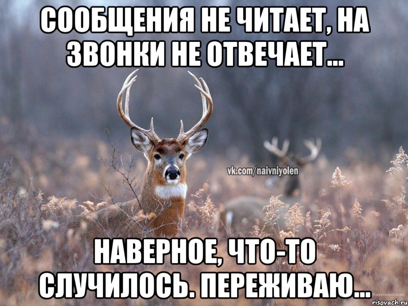 Сообщения не читает, на звонки не отвечает... Наверное, что-то случилось. Переживаю..., Мем   Наивный олень