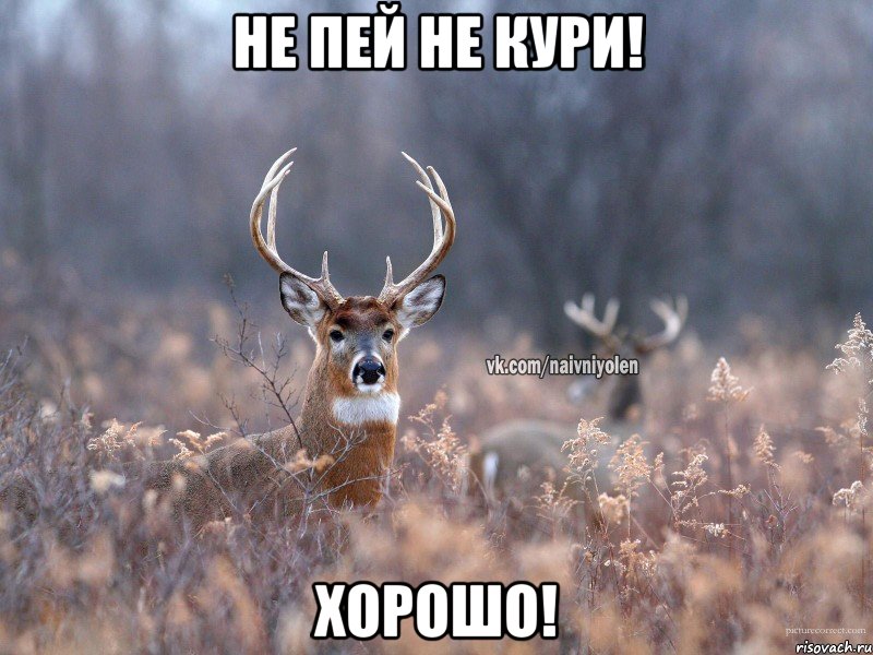 Не пей не кури! Хорошо!, Мем   Наивный олень