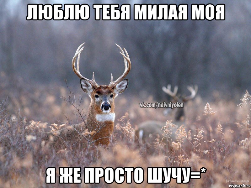 ЛЮБЛЮ ТЕБЯ МИЛАЯ МОЯ Я ЖЕ ПРОСТО ШУЧУ=*, Мем   Наивный олень