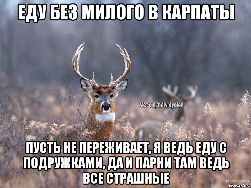 Еду без милого в Карпаты Пусть не переживает, я ведь еду с подружками, да и парни там ведь все страшные, Мем   Наивный олень