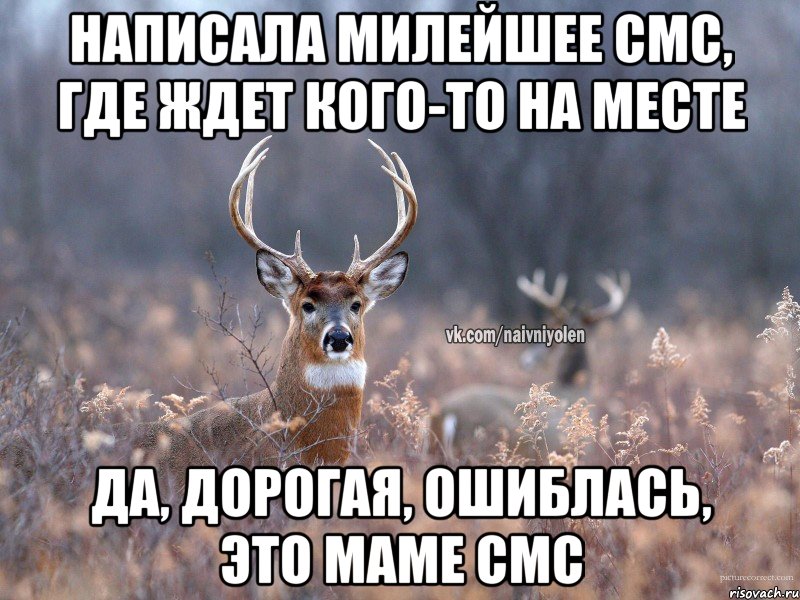 Написала милейшее смс, где ждет кого-то на месте Да, дорогая, ошиблась, это маме смс, Мем   Наивный олень