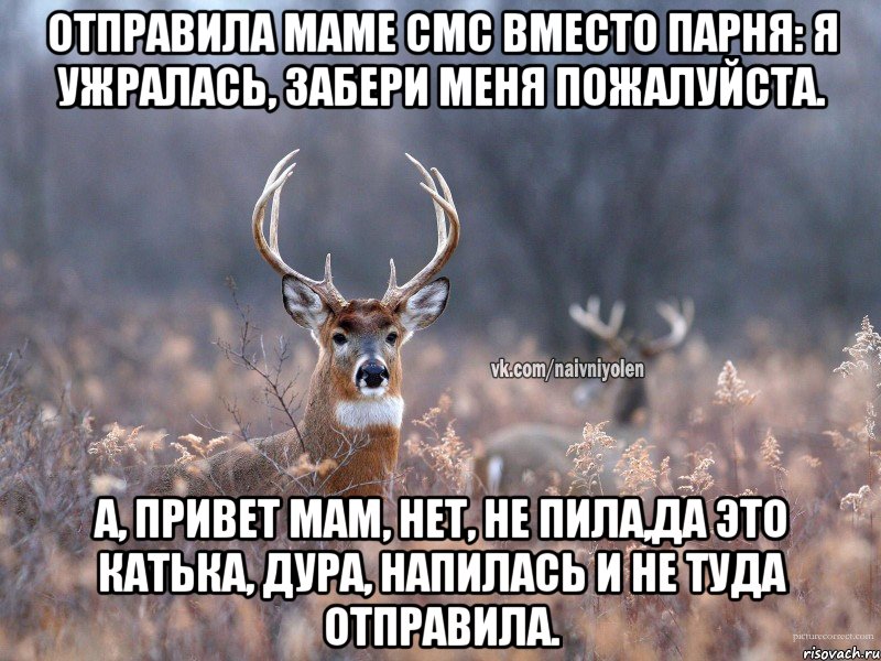 Отправила маме смс вместо парня: я ужралась, забери меня пожалуйста. А, привет мам, нет, не пила,да это Катька, дура, напилась и не туда отправила., Мем   Наивный олень