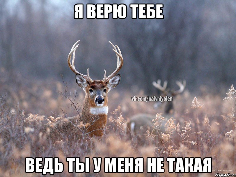 я верю тебе ведь ты у меня не такая, Мем   Наивный олень