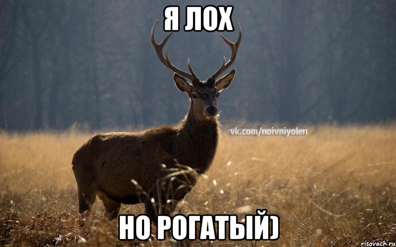 Я лох Но рогатый)