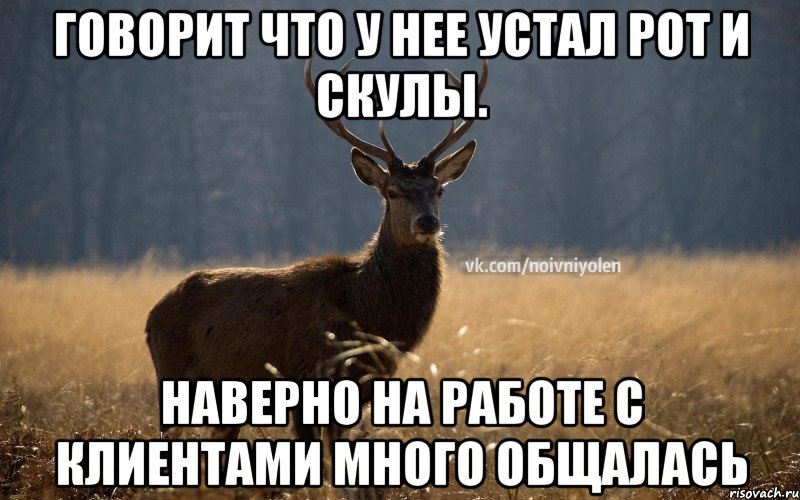 Говорит что у нее устал рот и скулы. Наверно на работе с клиентами много общалась, Мем Наивный Олень vk2