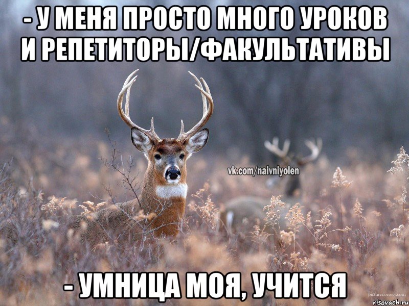 - у меня просто много уроков и репетиторы/факультативы - умница моя, учится, Мем   Наивный олень