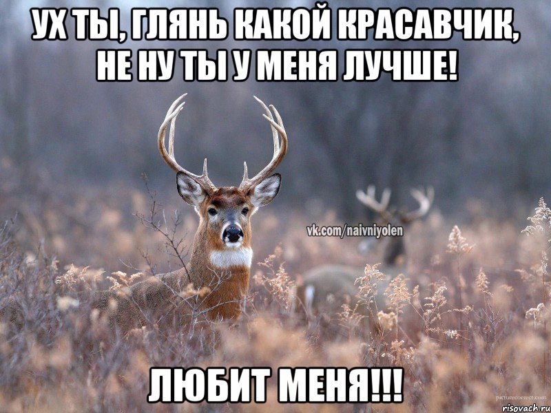 ух ты, глянь какой красавчик, не ну ты у меня лучше! любит меня!!!, Мем   Наивный олень