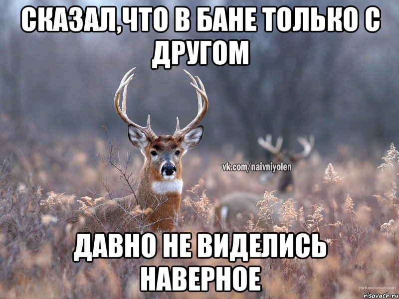 сказал,что в бане только с другом давно не виделись наверное, Мем   Наивный олень