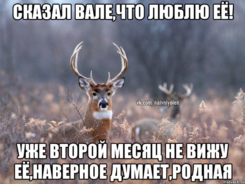 Сказал Вале,что люблю её! Уже второй месяц не вижу её,наверное думает,родная, Мем   Наивный олень