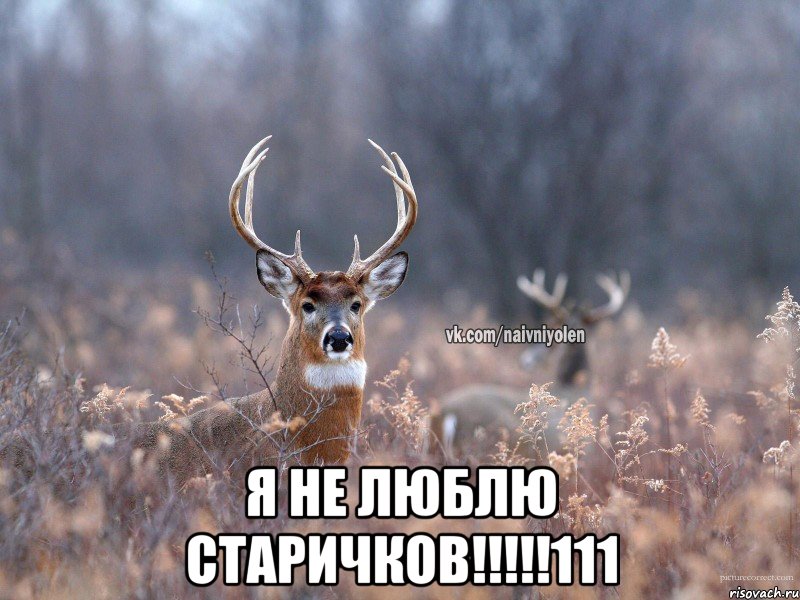  Я НЕ ЛЮБЛЮ СТАРИЧКОВ!!!!!111, Мем   Наивный олень