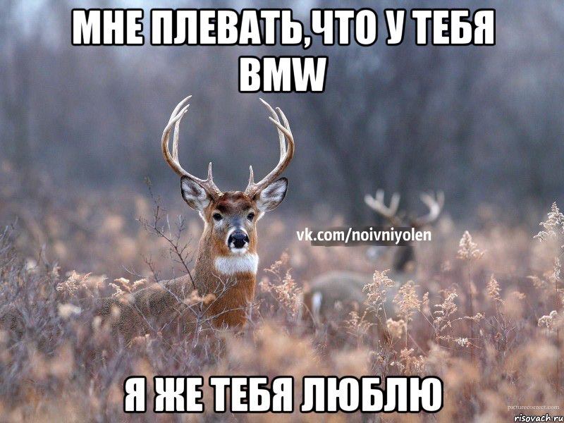 Мне плевать,что у тебя BMW Я же тебя люблю, Мем Наивный Олень vk